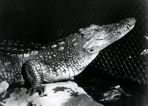 En amerikansk alligator på London Zoo i september 1924 av Frederick William Bond