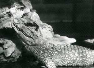 En amerikansk alligator vilar i en pool och tittar upp vid klipporna vid sidan av poolen, London Zoo av Frederick William Bond