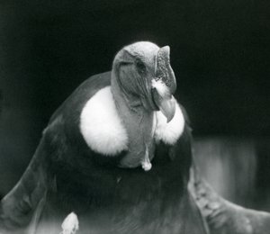 En andinkondor på London Zoo 1926 av Frederick William Bond