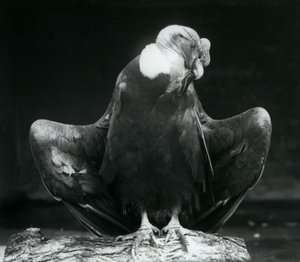 En Andinsk kondor vilande på en stock, London Zoo, 1925 av Frederick William Bond