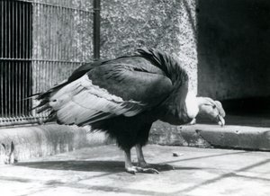 En Andesgam som står på golvet i sin inhägnad vid London Zoo i juli 1925 av Frederick William Bond