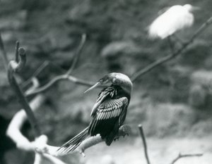 En Anhinga American DarterSnakebirdWater Turkey sitter på en gren på London Zoo i september 1927 av Frederick William Bond