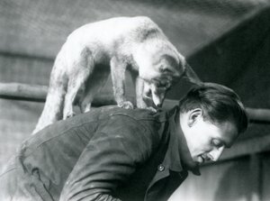 En arabisk rödräv tittar över axeln på målvakten F. Shelley, medan han står på rygg, när han böjer sig, London Zoo, 1925 av Frederick William Bond