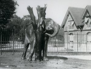 En asiatisk elefant som kliar bakom örat på skrapstolpen, i dess inhägnad, London Zoo av Frederick William Bond