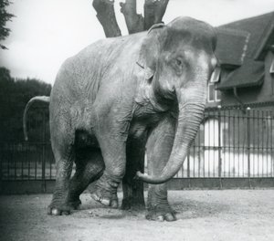 En asiatisk elefant som kliar sig mot ett dött träd, London Zoo av Frederick William Bond