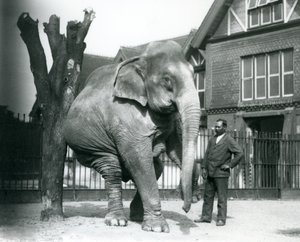 En asiatisk elefant som kliar sig mot ett dött träd, medan den balanserar på tre ben, med sin tränare, Syed Ali, tittar på, London Zoo av Frederick William Bond