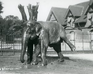 En asiatisk elefant som kliar sig mot ett dött träd medan han balanserar på tre ben, London Zoo av Frederick William Bond