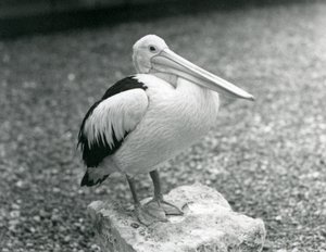 En australisk pelikan som står på en sten på London Zoo 1929 (s/v foto) av Frederick William Bond