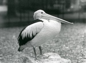 En australisk pelikan som står på en sten på London Zoo 1929 (s/v foto) av Frederick William Bond