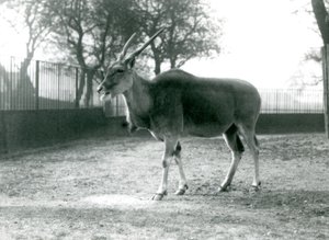 En eland i sin hage på London Zoo i juni 1925 av Frederick William Bond