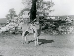 En eland som står i sin hage på London Zoo 1929 (s/v foto) av Frederick William Bond