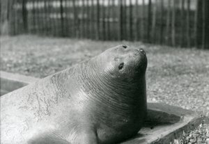 En elefantsäl vilar i sin pool på London Zoo 1930 (s/v foto) av Frederick William Bond