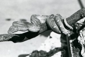 En smaragdträdsboa med sin kropp lindad längs en gren, London Zoo, oktober 1928 (s/v foto) av Frederick William Bond