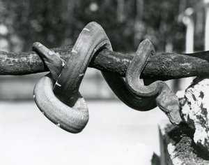 En smaragdträdsboa med sin kropp lindad längs en horisontell gren, tittar ner mot marken, London Zoo, oktober 1928 (s/v foto) av Frederick William Bond