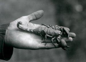 En kejsarskorpion som hölls i handflatan på en djurhållare, London Zoo, oktober 1925 av Frederick William Bond
