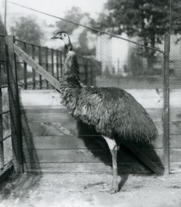 En Emu på London Zoo i september 1927 av Frederick William Bond