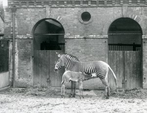 En utrotningshotad Grevys Imperial Zebra som står och matar sitt föl, i deras hage på London Zoo 1927 av Frederick William Bond