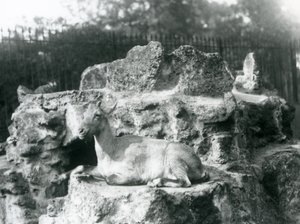 En stenbock från Himalaya som vilar på en klippavsats vid London Zoo, augusti 1927 av Frederick William Bond