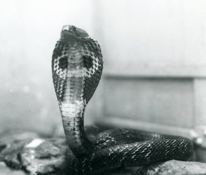 En indisk glasögon, AsianBinocellate Cobra med upphöjt huvud och utsvängd huva, London Zoo, oktober 1925 av Frederick William Bond