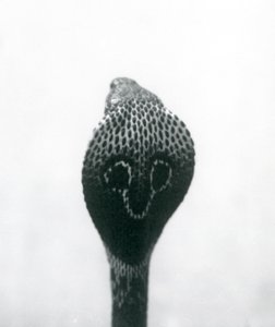 En indisk glasögon, AsianBinocellate Cobra med upphöjt huvud och utsvängd huva, London Zoo, oktober 1925 av Frederick William Bond
