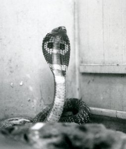 En indisk glasögon, AsianBinocellate Cobra med upphöjt huvud och utsvängd huva, London Zoo, oktober 1925 av Frederick William Bond