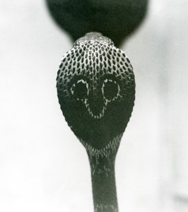 En indisk glasögon, AsianBinocellate Cobra med upphöjt huvud och utsvängd huva, London Zoo, oktober 1925 av Frederick William Bond