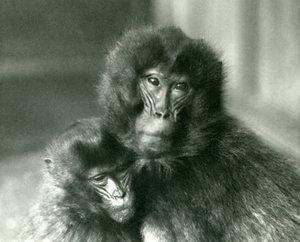 En vuxen och ung Gelada blödande hjärtapa på London Zoo i januari 1925 av Frederick William Bond