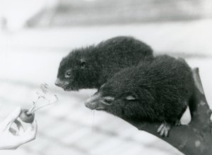 En vuxen och ung Western Tree Hyrax sitter på en gren och lutar sig över till en morotstopp som hålls för dem att äta, London Zoo av Frederick William Bond