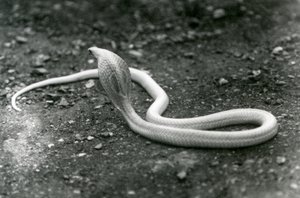 En albino indisk glasögonAsianBinocellate Cobra med höjt huvud och utspridd huva, London Zoo, september 1924 av Frederick William Bond