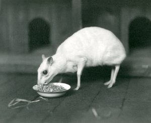 En albino Javan Chevrotain Java Mouse-Deer som äter ur en skål på London Zoo 1926 av Frederick William Bond