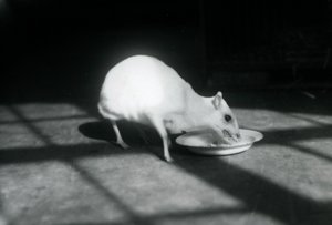 En albino-chevrotain som äter från en maträtt, London Zoo, december 1926 av Frederick William Bond