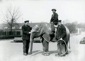 En baby indisk elefant med Keepers A. Church och H. Robertson på London Zoo, juni 1922 av Frederick William Bond