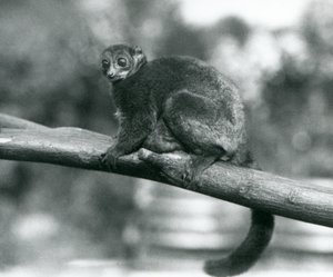 En hotad Coquerels jättemuslemur/Coquerels dvärglemur/södra jättemuslemur, vilande på en gren på London Zoo, oktober 1929 (s/v foto) av Frederick William Bond
