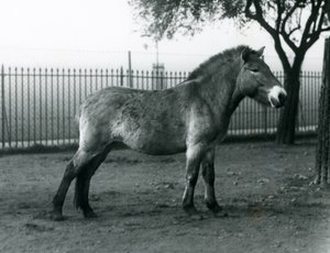 En utrotningshotad Przewalskis Wild Horse som står i sin hage vid London Zoo, oktober 1927 av Frederick William Bond