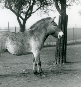 En utrotningshotad Przewalskis Wild Horse som står i sin hage vid London Zoo, oktober 1927 av Frederick William Bond