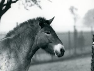 En utrotningshotad Przewalskis Wild Horse som står i sin hage vid London Zoo, oktober 1927 av Frederick William Bond