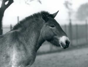 En utrotningshotad Przewalskis Wild Horse som står i sin hage vid London Zoo, oktober 1927 av Frederick William Bond