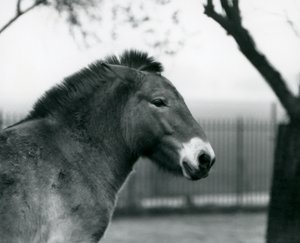 En utrotningshotad Przewalskis vildhäst som står i sin hage på London Zoo, oktober 1927 av Frederick William Bond