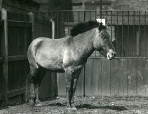 En utrotningshotad Przewalskis vildhäst som står i sin hage på London Zoo 1927 av Frederick William Bond