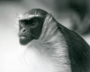 En utrotningshotad Roloway-apa vid London Zoo, 1927 av Frederick William Bond