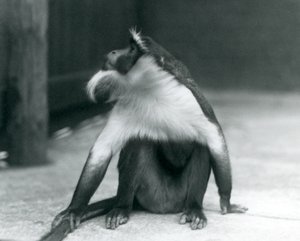 En utrotningshotad Roloway-apa sitter på marken och tittar uppåt medan han håller i svansen, London Zoo, 1927 av Frederick William Bond