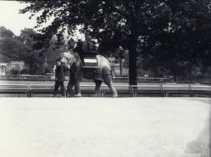 Den asiatiska elefanten "Jessie" skjutsar till två damer och ett barn medan den leds av en djurhållare i London Zoo, maj 1914 av Frederick William Bond