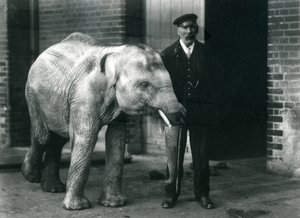 Asiatisk elefant med målvakten Charles Eyles, London Zoo, november 1915 av Frederick William Bond