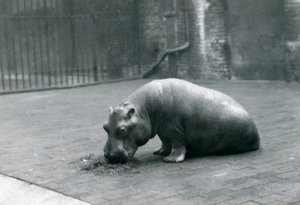 Baby flodhäst "Joan" äter på London Zoo, september 1920 av Frederick William Bond