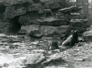 Kalifornien sjölejon med is på deras pool, London Zoo av Frederick William Bond
