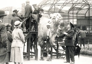 Kamelridning med målvakten H. Warwick av Frederick William Bond