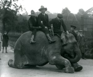 Cowboys och tränare med den indiska elefanten Sundermalah under ett besök på London Zoo 1924 av Frederick William Bond