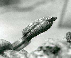 Äggätande orm på London Zoo 1930 (s/v foto) av Frederick William Bond