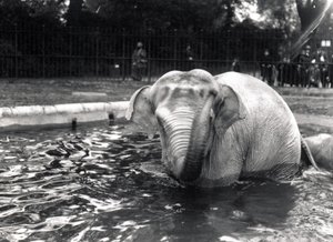 Elefantbad av Frederick William Bond