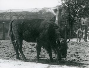 European Bison Julia äter gräset i sin hage, London Zoo, 12 augusti 1926 av Frederick William Bond